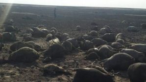 1500 овец сгорели вместе с пастухом в Костанайской области