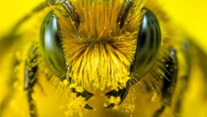 В Казахстане пчелы из перевернувшейся фуры покусали водителя Mercedes