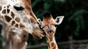 В Алматинском зоопарке пополнение: родился жирафенок