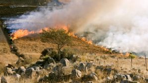 Казахстан борется с пожарами: огонь подбирается к границе с Россией