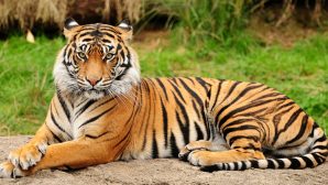 Ди Каприо прокомментировал идею о возвращении тигров на родину