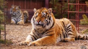 В зоопарке Алматы Амурский тигр переехал в новый вольер