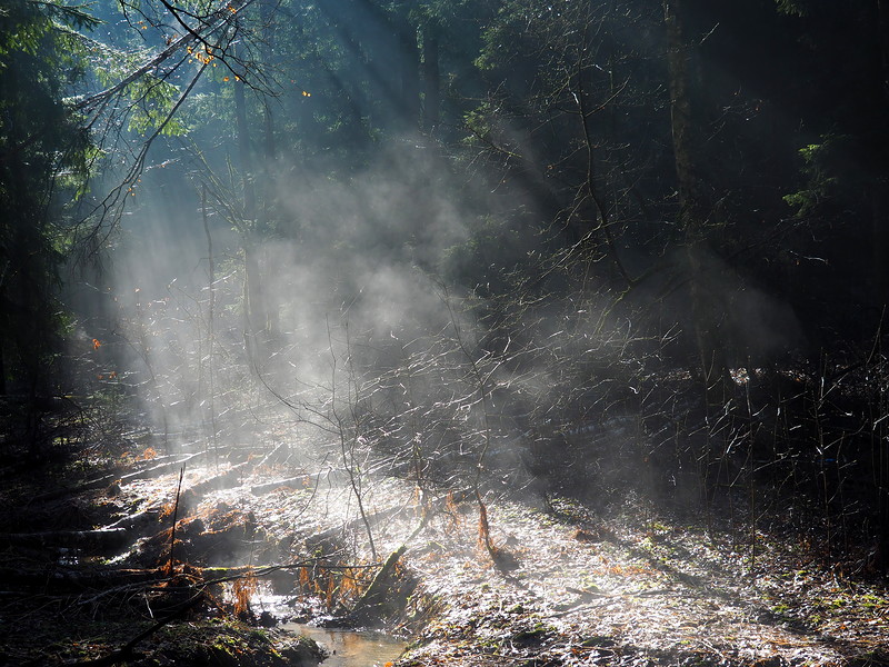 Сквозь лес и дым геншин. Дымный лес. Дым в лесу. Дымчатый лес. Лес с дымком.