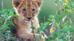 В зоопарк Алматы передали выкупленного у частников львенка