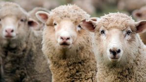В РК за месяц сократилось поголовье овец и коз на 4,2%