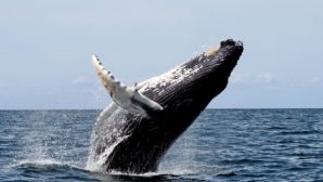 Сотрудники финской береговой охраны спасли горбатого кита