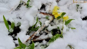 В Павлодарской и Карагандинской областях выпал снег