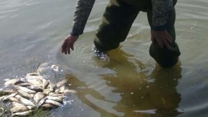Жамбылская область: в реке Талас умирает рыба