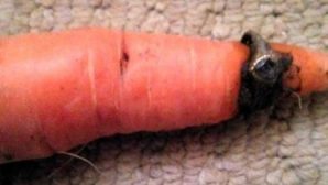 Чудесное возвращение: морковка проросла через кольцо, утерянное 12 лет назад