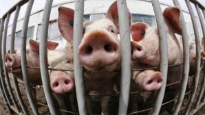 Африканская чума свиней в Китае угрожает соседям