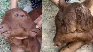 В Китае родился теленок с двумя головами
