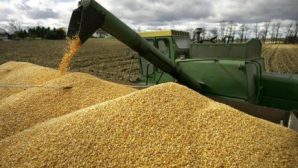 Урожай пшеницы: из-за дождей не убрано и половины