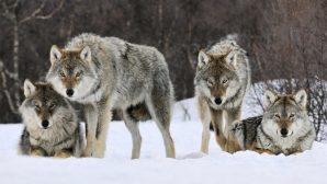 В Восточном Казахстане волки растерзали овец
