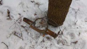 Петропавловск: разыскивается охотник на собак