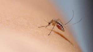 В Атырау - малярия