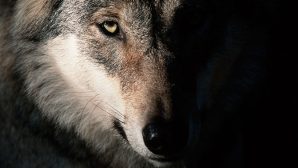Запретили охоту на волков в пяти регионах Казахстана
