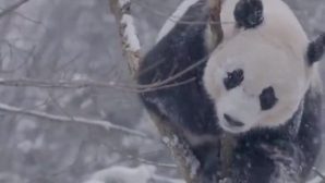 Кувыркающаяся в снегу панда стала новой звездой интернета