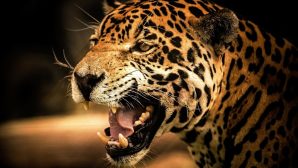 Ягуар в зоопарке напал на посетительницу во время селфи