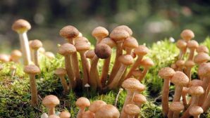 Медики обнаружили неожиданную пользу грибов