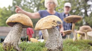 Ученые: грибы помогают улучшить память и внимательность