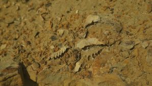Найдены доисторические твари, погибшие вместе с динозаврами