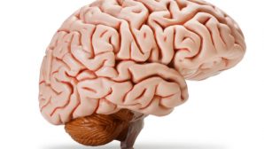 Ученые рассказали о продуктах, которые улучшают работу мозга