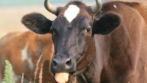 В Алматинской области жительницу села ранила обреченная корова