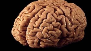 Медики назвали самый полезный продукт для работы мозга