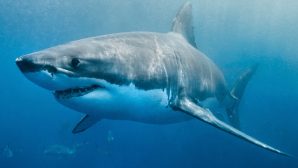 Охоту большой белой акулы засняли от первого лица