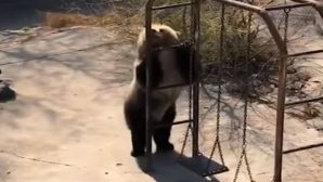 Медведица устроила танцы в вольере и стала звездой интернета