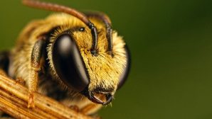 В глазу пациентки обнаружили живых пчел