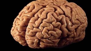 Учеными назван замедляющий старение мозга продукт
