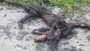 “Таинственный демон”: Во Флориде обнаружены останки странного существа