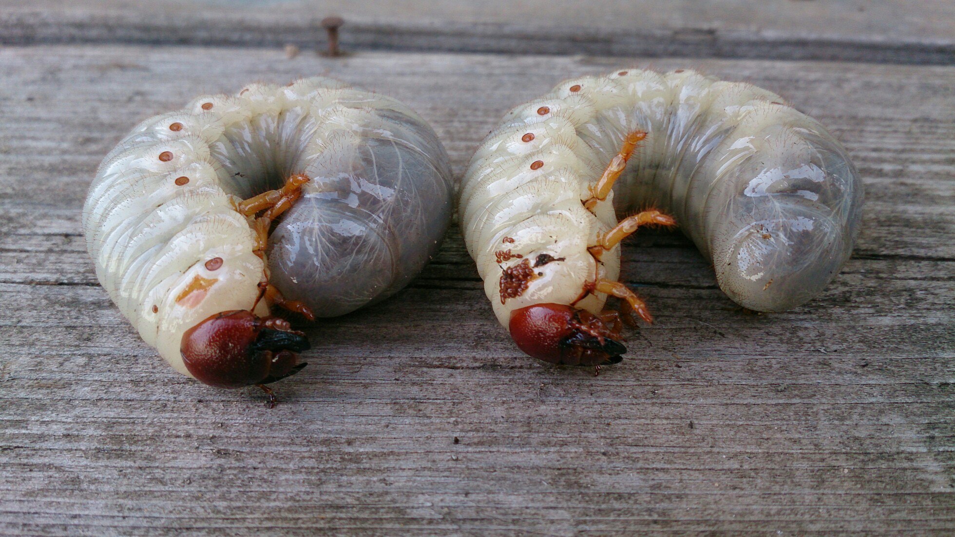 Фото личинок майского. Хрущ личинка майского жука. Личинка хруща майского. Личинка майского жука и медведки.