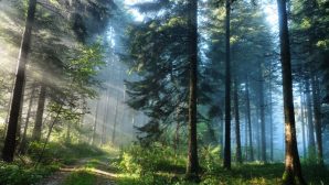 Ученые рассказали о преимуществах посещения леса для здоровья