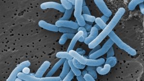 Ученые объяснили, зачем организму молочнокислые бактерии