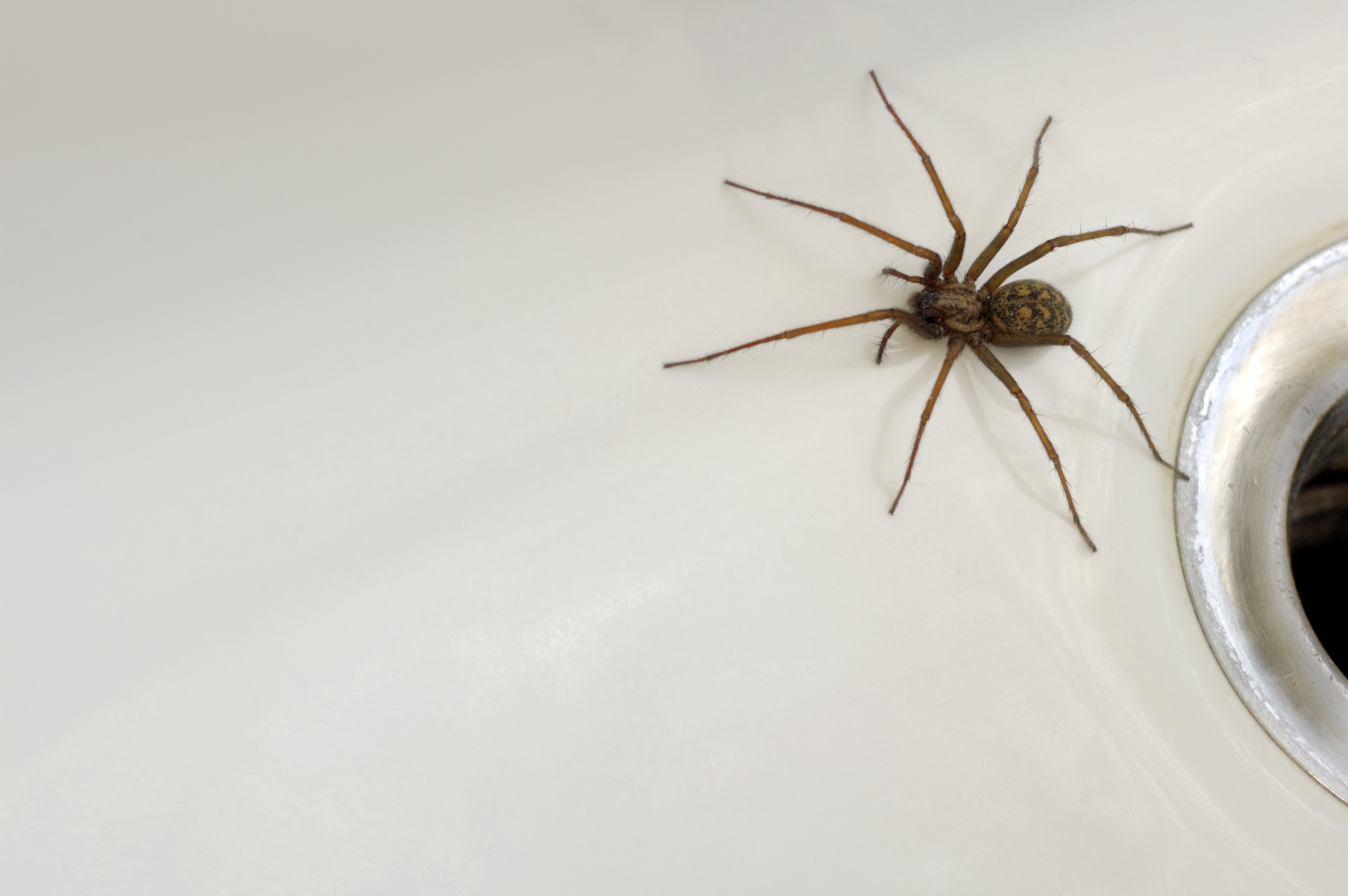 Паук вечером на кухне примета. Луговой паук тегенария. Домашние пауки. Пауки в доме. Большие пауки в доме.
