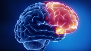 Ученые выяснили, почему у людей такой большой мозг