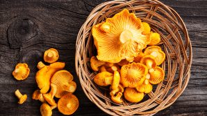 Названы полезные виды грибов для организма