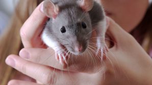 Ручные крысы заразили девочку смертельно опасной болезнью
