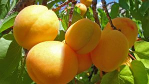 Специалисты назвали самый полезный для здоровья летний фрукт