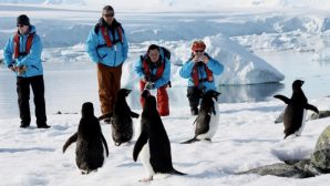 Эксперты бьют тревогу: туристы разрушают природу Антарктиды