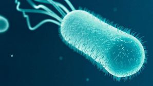 Бактерии стали устойчивы к дезинфекции