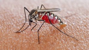 Аналог ботокса стал эффективным оружием против малярийных комаров