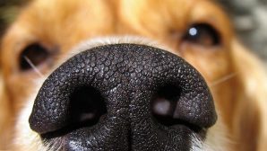 Собаки могут выявить рак по запаху