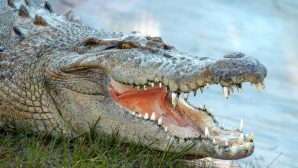 Аллигатор съел 45-килограммового питбуля на глазах у хозяйки