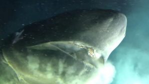 Огромная древняя акула попала на видео на Багамах: она вплотную подплыла к субмарине