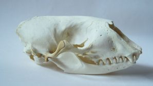 В Великобритании на берег вымыло загадочный череп без глазниц