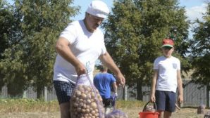 Президент Беларуси выращивает на своем огороде картофель, лук, свеклу и морковь