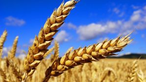В Китае растёт спрос на казахстанскую пшеницу